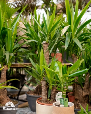 Grande plante d’intérieur verte en pot, idéale pour embellir la maison pendant la promo -20%